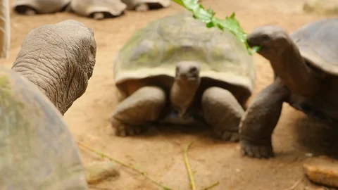 Seychelles Mahe Turtles Eating 스톡 동영상 86819117