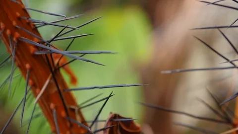 Seychelles Nature Video stock 86819630
