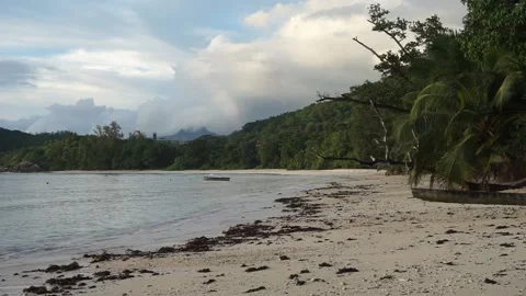Seychelles Sandy Beach Palm Trees 1 A Vidéo 196506705