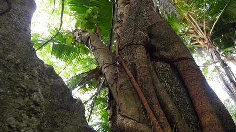 Seychelles Silhouette Tree Video stock 86820071