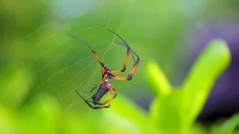 Seychelles spider close-ups weave a spider web Stock Footage 90562624