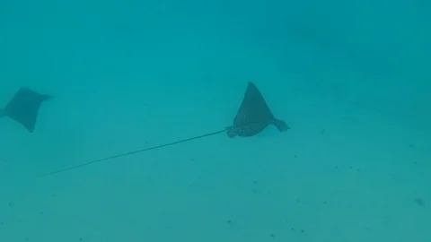 Seychelles - Spotted eagle ray Stock Footage 130074978