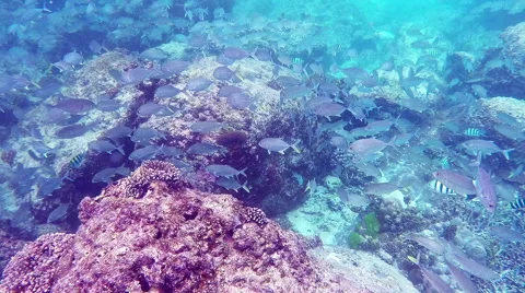 Seychelles underwater Vidéo 46000991