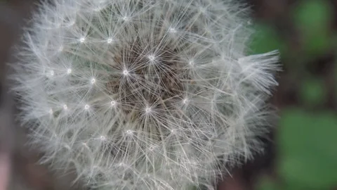 SF Dandelion#1 Video stock 90467673