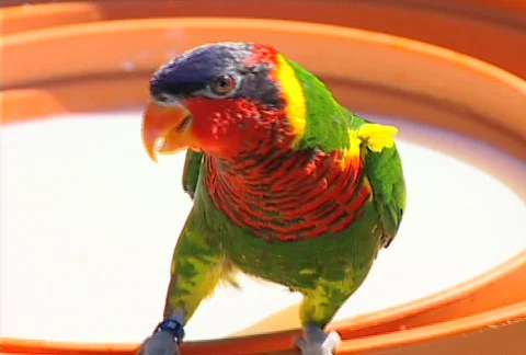 SF parrot 01 Stock Footage 495544