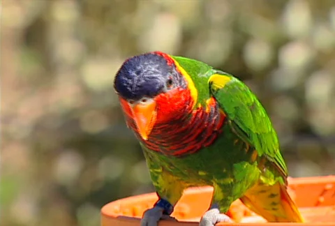 SF parrot 02 Stock Footage 495547