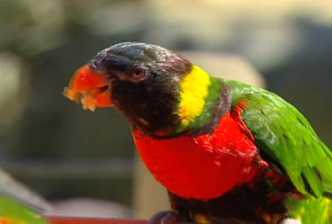 SF parrot 03 Video stock 495548