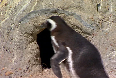 SF penguin 01 Stock Footage 495551