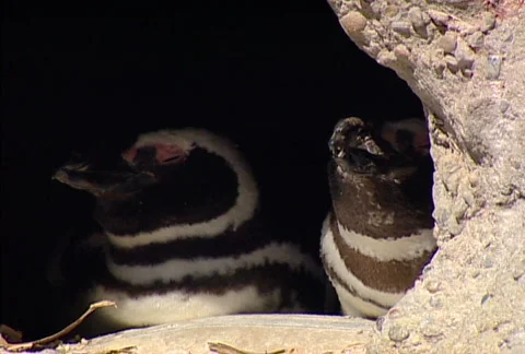 SF penguin 02 Stock Footage 495550