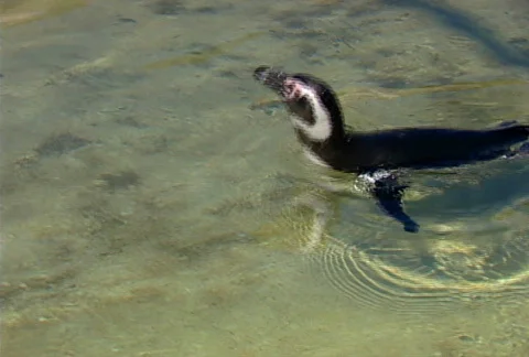 SF penguin 03 Stock Footage 495554