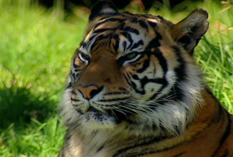 SF tiger 01 Stock Footage 495565