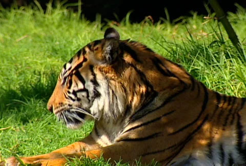 SF tiger 02 Stock Footage 495564
