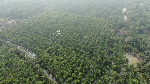 SFF Drone Chuk Kra choe palm trees Chachoengsao 03082026 DJI 0388 Vídeos de archivo 335476566