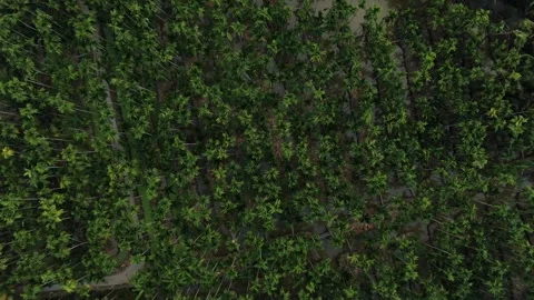 SFF Drone Chuk Kra choe palm trees Chachoengsao 03082026 DJI 0391-02 Video stock 335476568