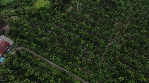 SFF Drone Chuk Kra choe palm trees Chachoengsao 03082026 DJI 0391-03 Vídeos de archivo 335476588