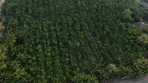 SFF Drone Chuk Kra choe palm trees Chachoengsao 03082026 DJI 0391-01 Vídeos de archivo 335476653