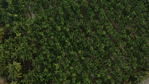 SFF Drone Chuk Kra choe palm trees Chachoengsao 03082026 DJI 0392 Video stock 335476874
