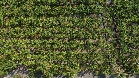 SFF Drone Chuk Kra choe palm trees Chachoengsao 03082026 DJI 0394 Vidéo 335477042