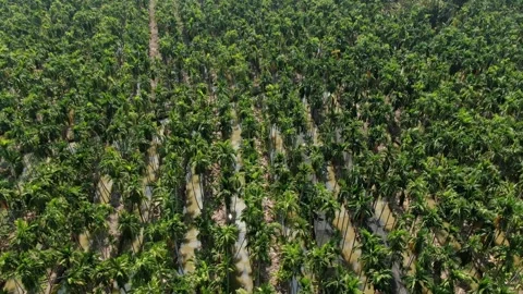 SFF Drone Chuk Kra choe palm trees Chachoengsao 03082026 DJI 0395-01 Video stock 335477047