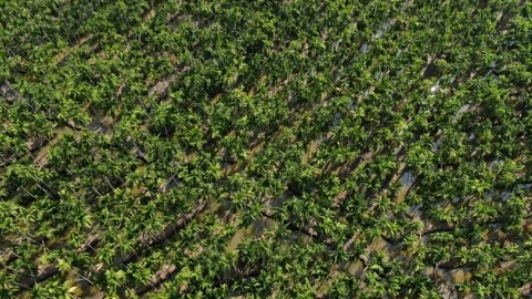 SFF Drone Chuk Kra choe palm trees Chachoengsao 03082026 DJI 0395-02 Video stock 335477276