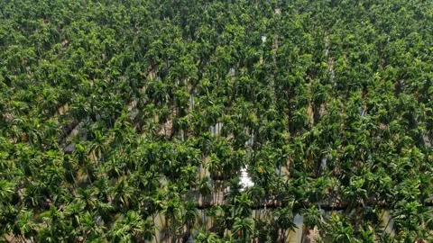 SFF Drone Chuk Kra choe palm trees Chachoengsao 03082026 DJI 0395-03 Video stock 335477308