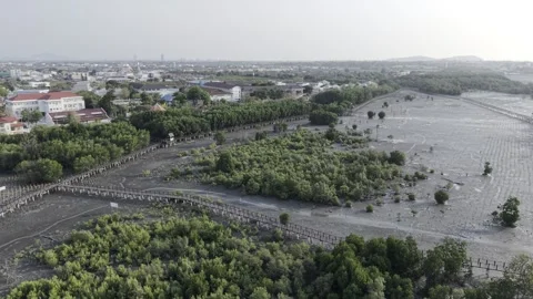 SFF Drone Mangrove forest Chonburi 04092026 DJI 0038 Stock Footage 339228120