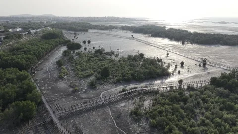 SFF Drone Mangrove forest Chonburi 04092026 DJI 0039 Stock Footage 339228291