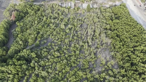 SFF Drone Mangrove forest Chonburi 04092026 DJI 0046 Stock Footage 339228527