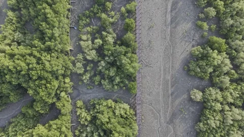 SFF Drone Mangrove forest Chonburi 04092026 DJI 0044 Stock Footage 339228555