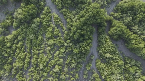 SFF Drone Mangrove forest Chonburi 04092026 DJI 0047 Stock Footage 339228702
