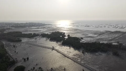 SFF Drone Mangrove forest Chonburi 04092026 DJI 0051 Stock Footage 339228844