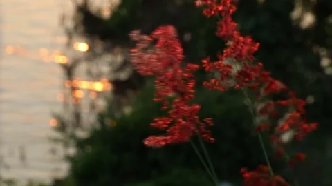 SFF grass flower Sunset at Ping river Kamphaeng Phet 12102017 010 MVI 3572 Stock Footage 323520380