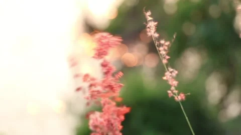 SFF grass flower Sunset at Ping river Kamphaeng Phet 12102017 010 MVI 3571 Stock Footage 323520413