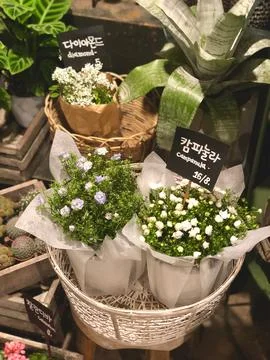 Sflower Stock Photos