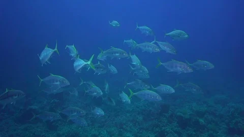 Sghool of Blacktip trevally Stock-Footage 78207729