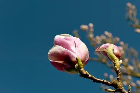 Sh4392 Foto stock