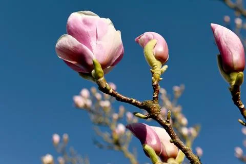 Sh4400 Foto stock