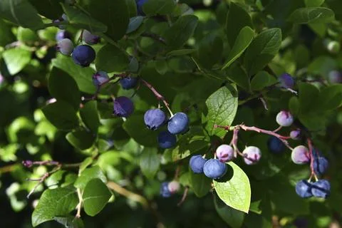 Sh6608 Foto stock