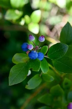 Sh6615 Foto stock