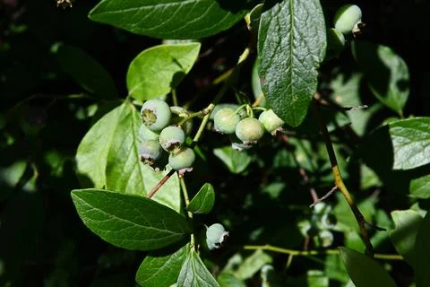 Sh6621 库存照片