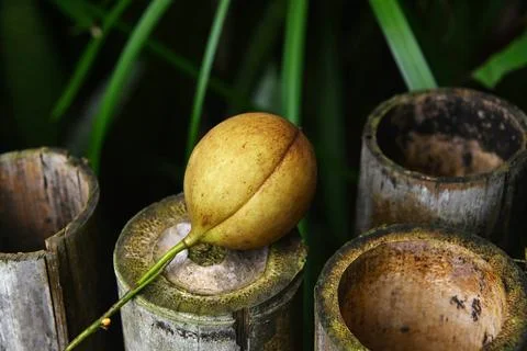 Sh7540 Foto stock