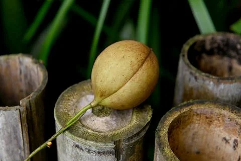 Sh7542 库存照片