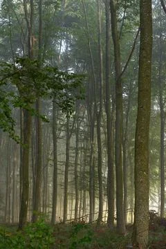Sh8444 Foto stock