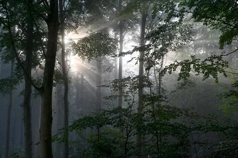 Sh8456 Foto stock