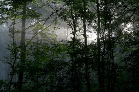 Sh8459 Foto stock