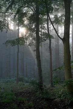 Sh8463 Foto stock