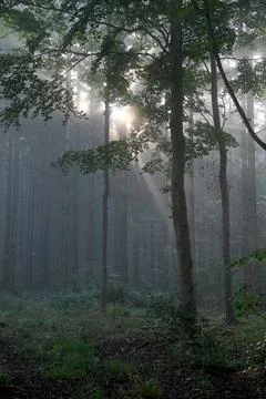 Sh8464 Foto stock