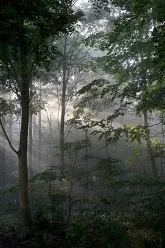 Sh8479 Foto stock