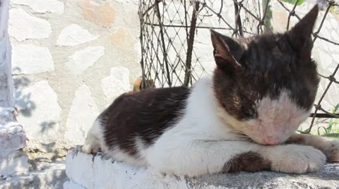 Shabby Cat Vídeo Stock 49207000