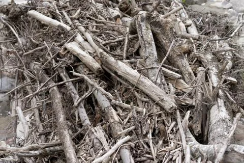 Shabby old tree branches Stock Photos